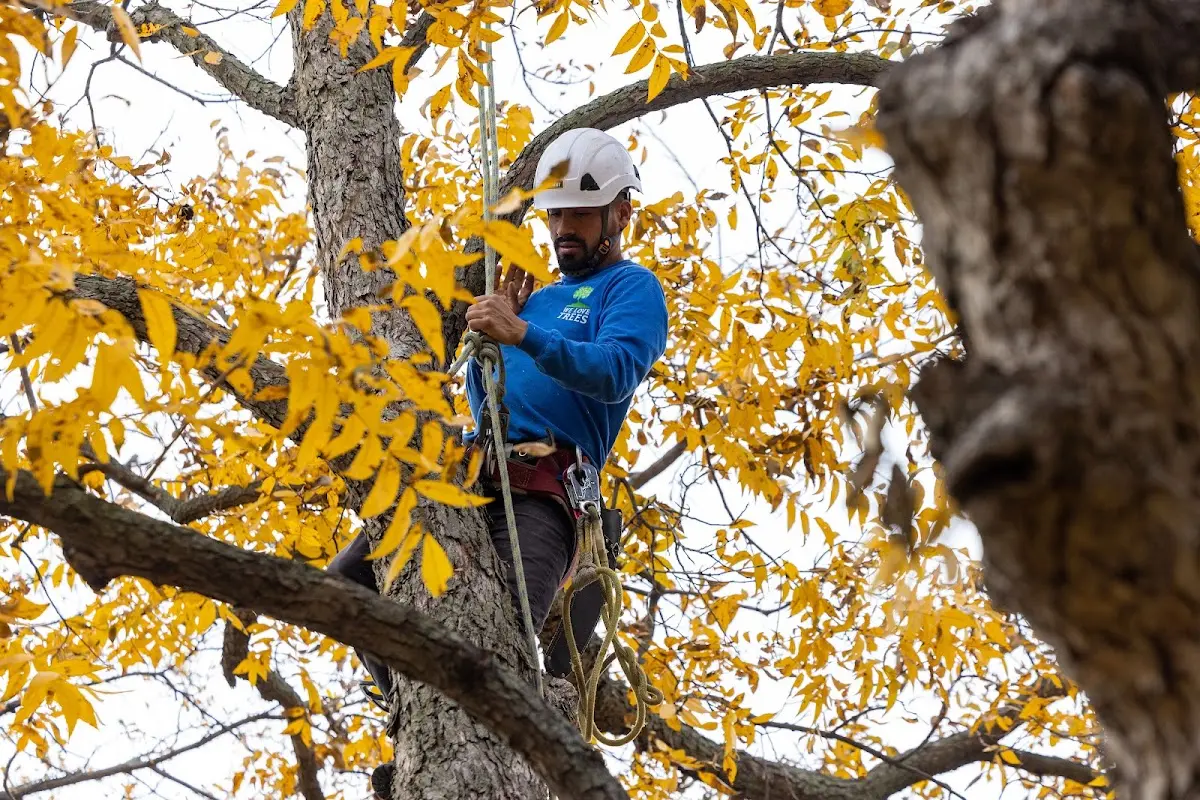 Skilled Tree Planing crew working in Durham
